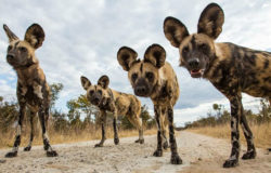 New entrance into Hwange National Park opens