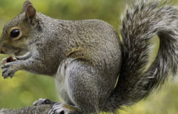 Emotional support squirrel gets passenger booted from Frontier flight