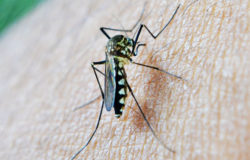 Florida health officials warn of deadly mosquito-borne virus