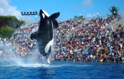 Coronavirus closure forces SeaWorld to furlough 90 percent of workers