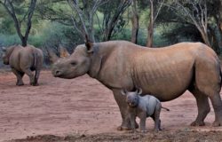 Mkomazi Wildlife Park turns into rhino tourism sanctuary