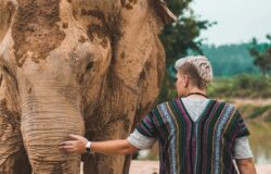 Thai elephants are starving as the number of tourists decline