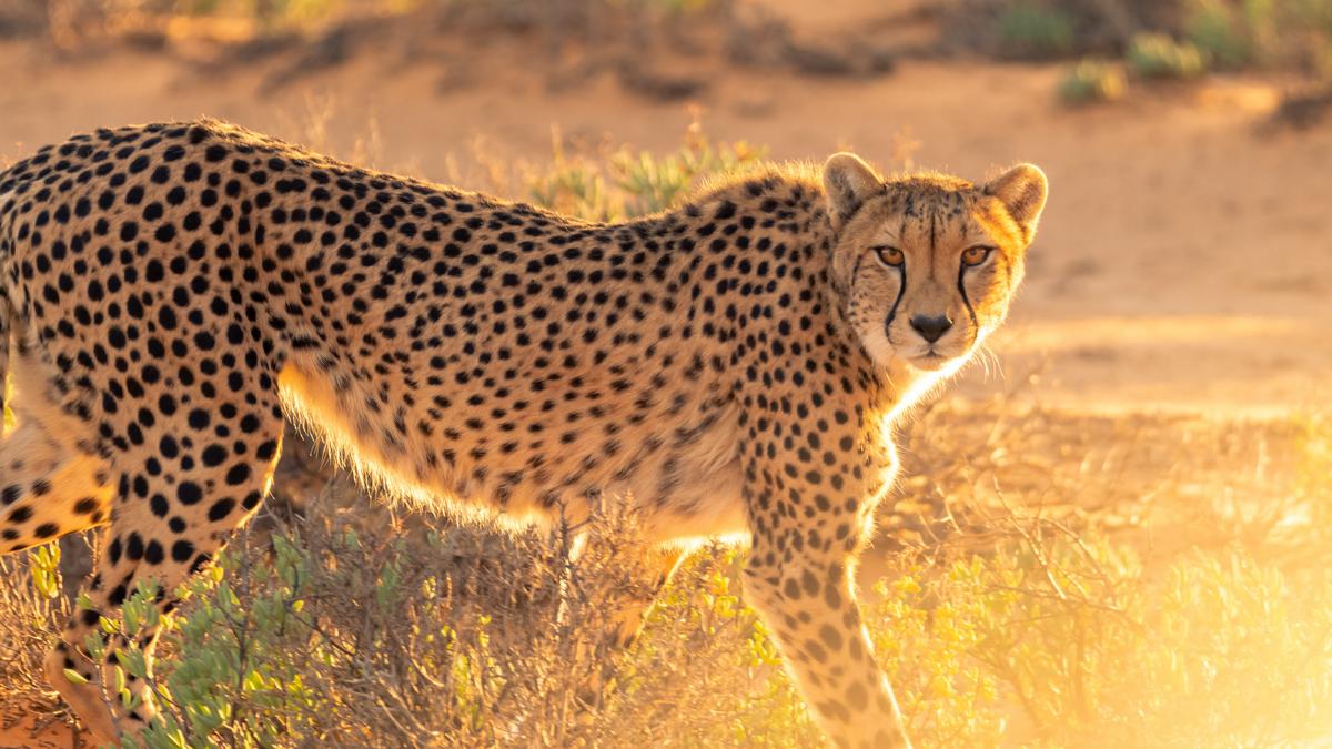 Cheetah