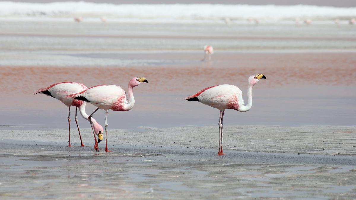 Pink Flamingos