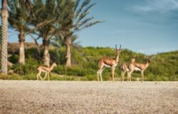 Take a walk on the wild side: Saadiyat Island Abu Dhabi marks World Wildlife Day