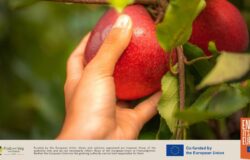 European apples remain a firm favourite with Middle Eastern consumers